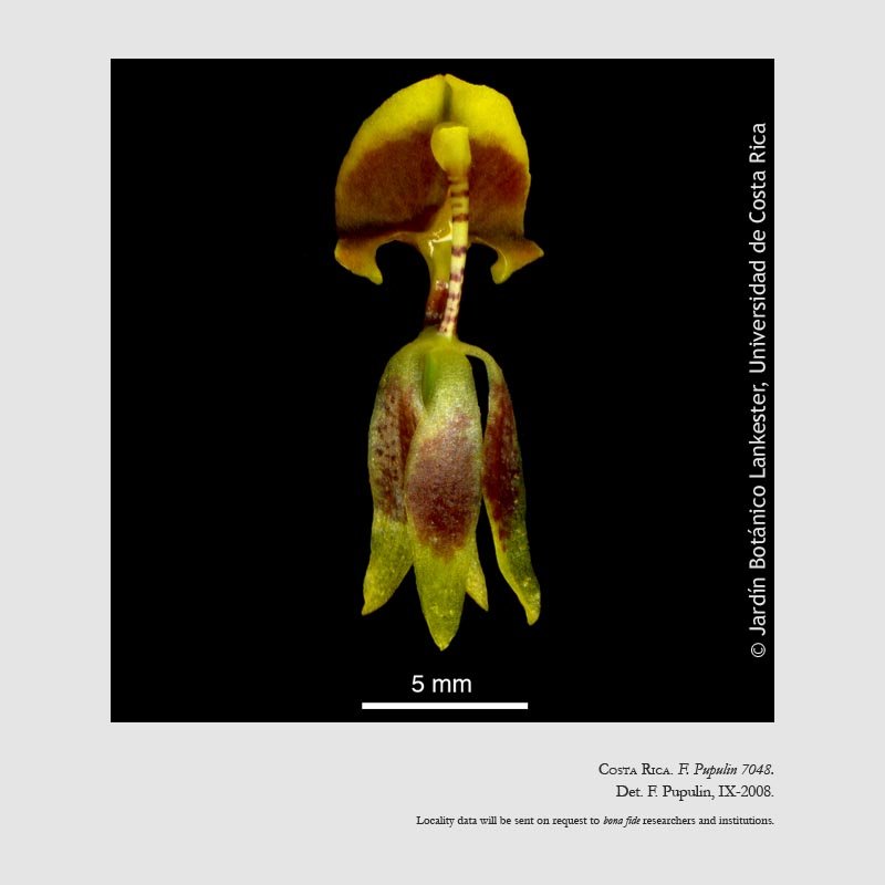 Sigmatostalix poikilostalix